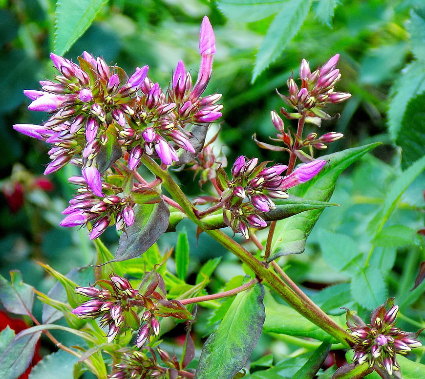 Close-up of Purple Loosestrife Flower Buds in Green Garden