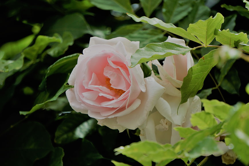 Pink Rose Blossom With Green Leaves In Garden