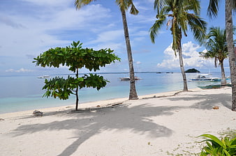 Tropical Beach Scene With Palm Trees And Ocean View