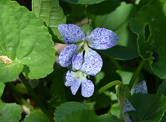 Close-up of purple and white speckled wild violet flower