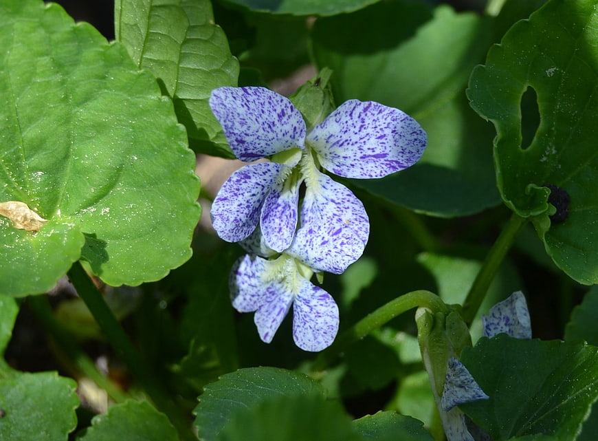 Close-up of purple and white speckled wild violet flower