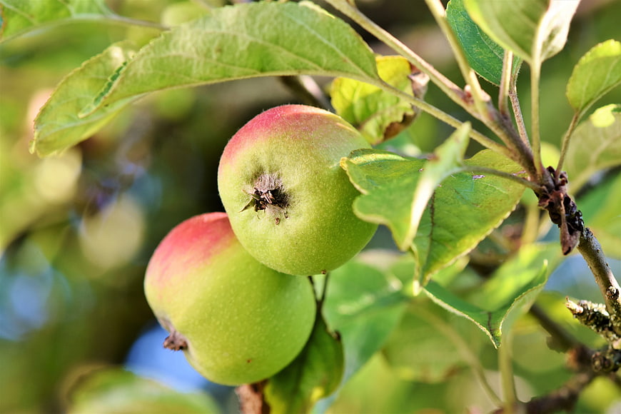 Fresh Green Apples with Red Blush Hanging on Tree Branch