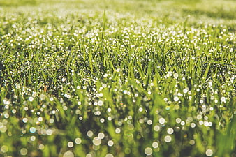 Close-up of green grass with sparkling morning dew drops
