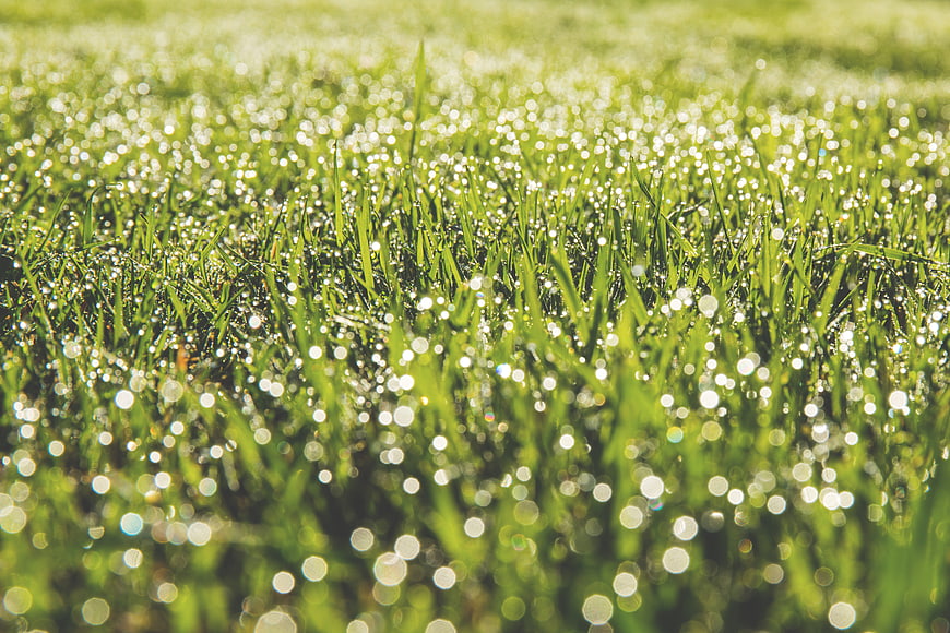 Close-up of green grass with sparkling morning dew drops