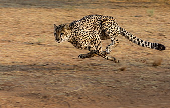 Cheetah Sprinting at Full Speed Across Dry Savanna