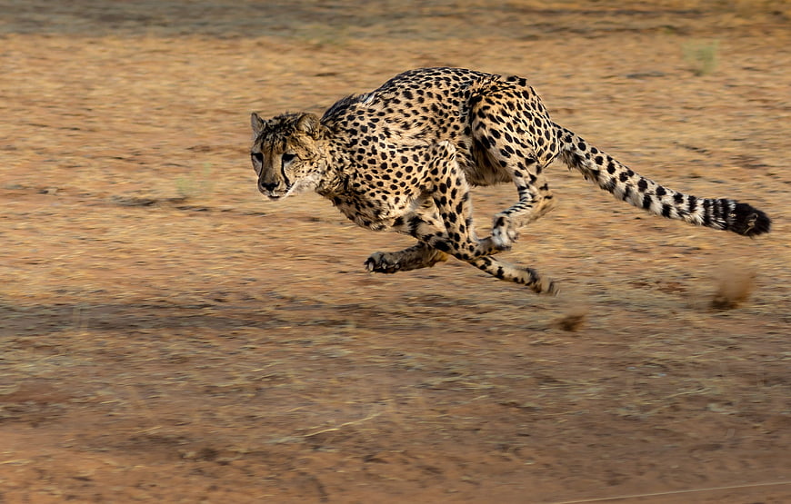 Cheetah Sprinting at Full Speed Across Dry Savanna