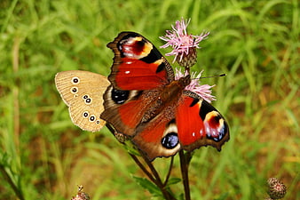 Peacock and Meadow Brown Butterflies on Thistle