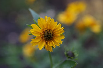 Close-up of a vibrant yellow flower with blurred background