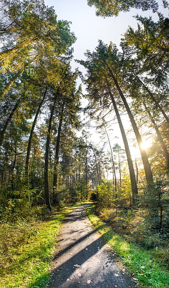 Sunlit Forest Path with Tall Pine Trees and Long Shadows