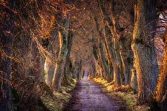 Atmospheric Tree-Lined Forest Path in Golden Hour Light