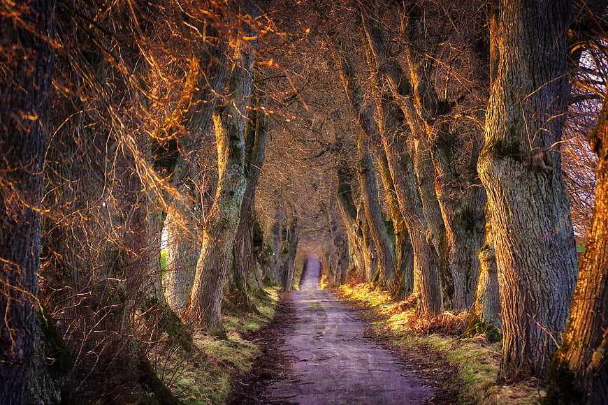 Atmospheric Tree-Lined Forest Path in Golden Hour Light