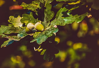 Close-up of green acorns and oak leaves on a branch