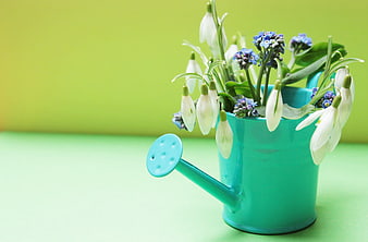 Spring flowers in a turquoise watering can on a green background