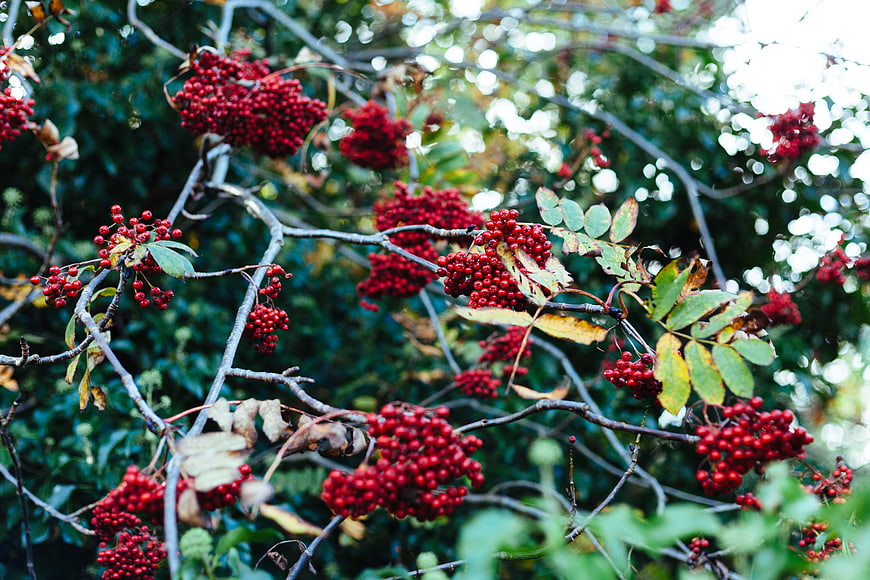 Vibrant red rowan berries on branches in autumn forest