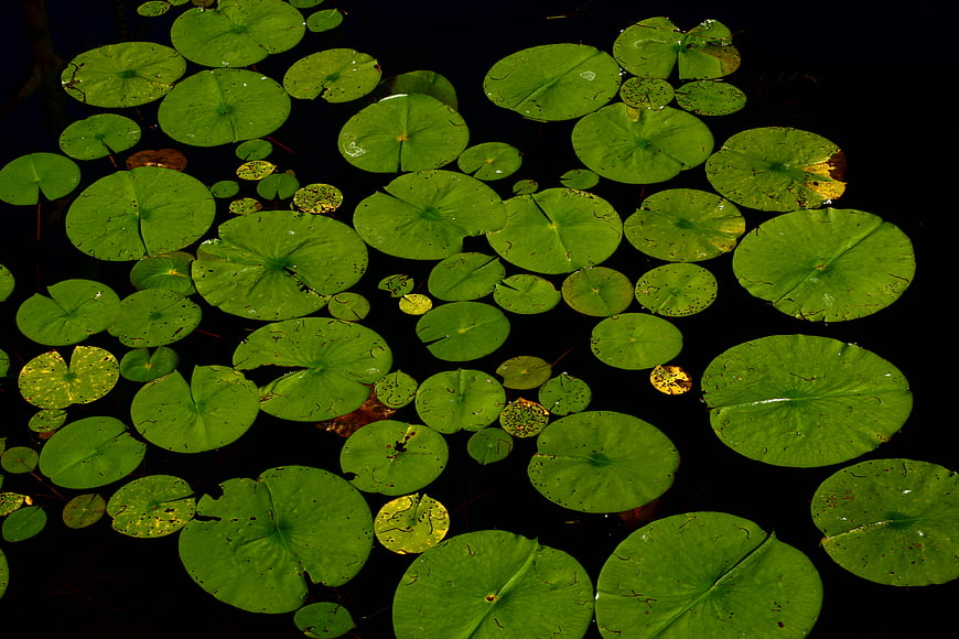 Top View of Green Lily Pads Floating on Dark Water