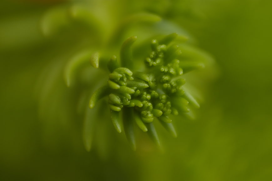 Macro Close-Up of Green Succulent Plant Bud