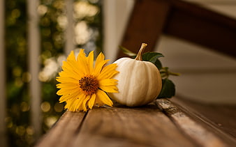 White Pumpkin And Yellow Sunflower On Rustic Wooden Bench