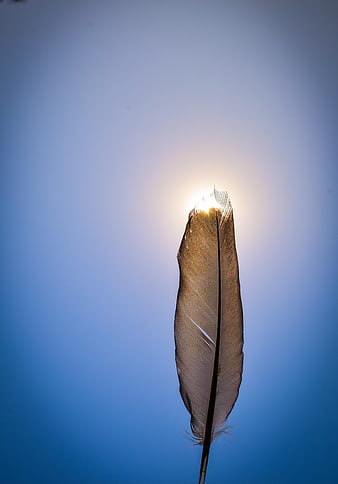 Backlit Feather Silhouette Against Blue Sky