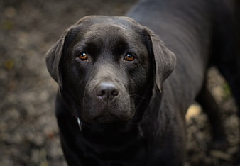 Close-up portrait of a black Labrador Retriever dog