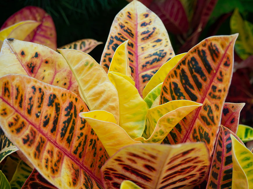 Close-up of Colorful Croton Plant Leaves