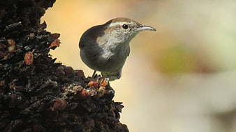 Cute wren bird perched on suet feeder