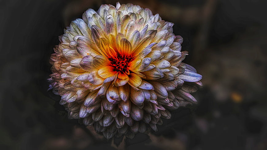 Close-up of a colorful chrysanthemum flower with purple and yellow petals