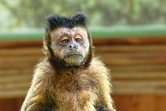 Close-up portrait of a capuchin monkey with expressive eyes