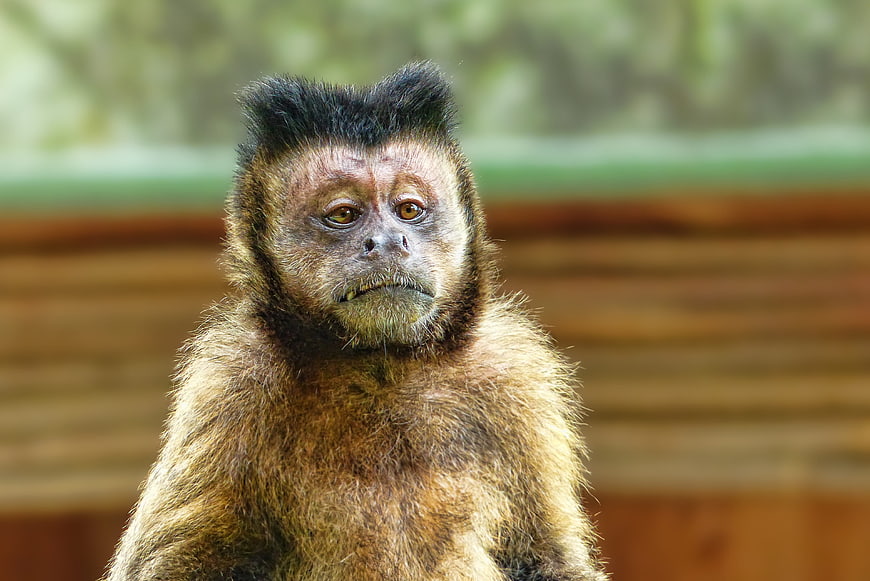 Close-up portrait of a capuchin monkey with expressive eyes