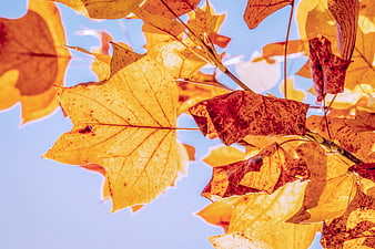 Backlit Autumn Leaves Against Blue Sky
