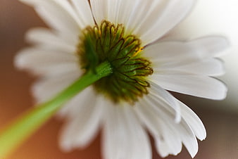 Close-up of White Daisy Flower Back View