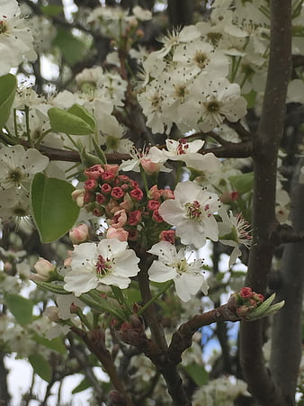 Close-up of white pear blossoms and pink buds on a branch