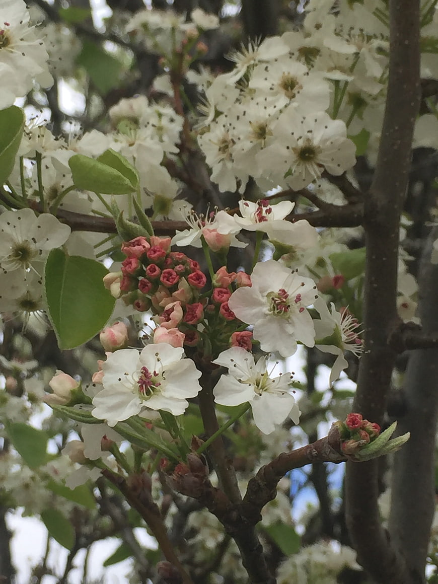 Close-up of white pear blossoms and pink buds on a branch