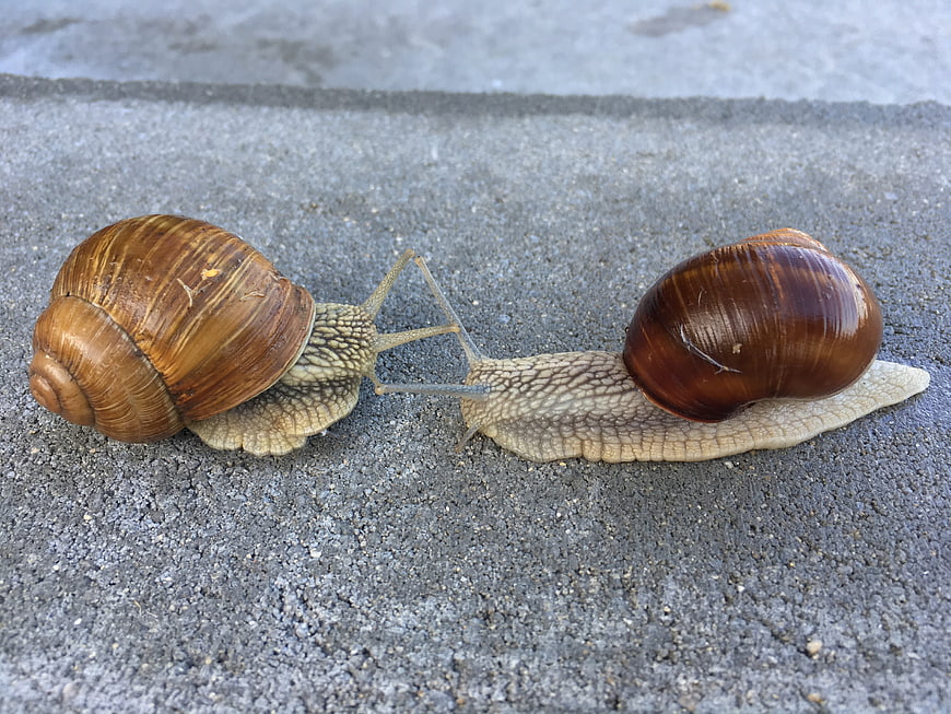 Two Snails Crawling on Concrete Surface