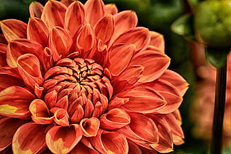 Close-up of a vibrant orange dahlia flower with detailed petals