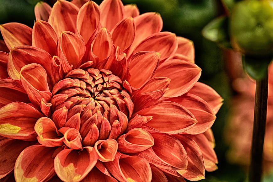 Close-up of a vibrant orange dahlia flower with detailed petals