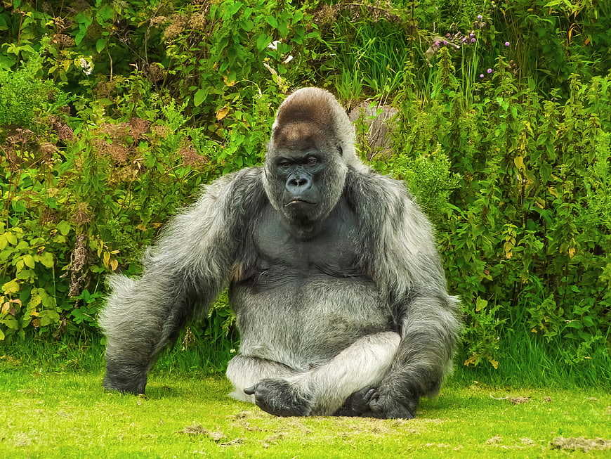 Mature Silverback Gorilla Sitting On Grass In Lush Green Garden