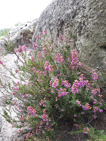 Pink heather flowers blooming against a large granite rock