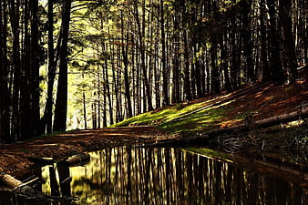 Serene Forest Stream with Tree Reflections in Sunlight