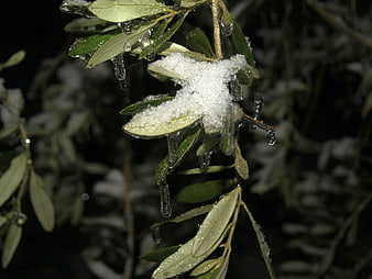 Olive Branch Covered in Ice and Snow at Night