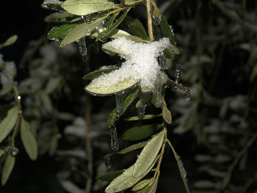 Olive Branch Covered in Ice and Snow at Night