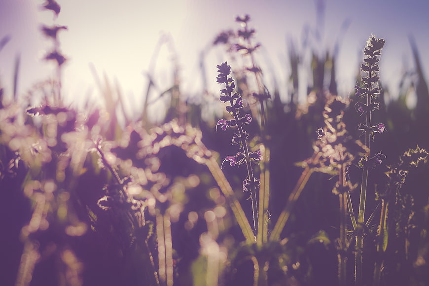 Backlit purple wildflowers in a sunlit meadow with bokeh