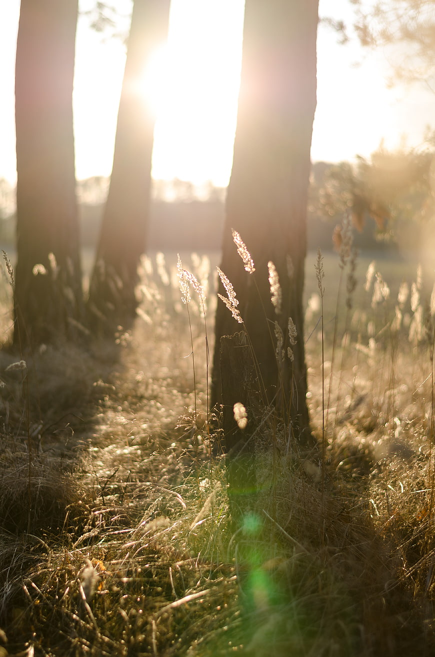 Sunlight streaming through tall trees in a grassy forest
