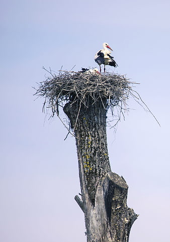 White Stork in Nest on Dead Tree Stump
