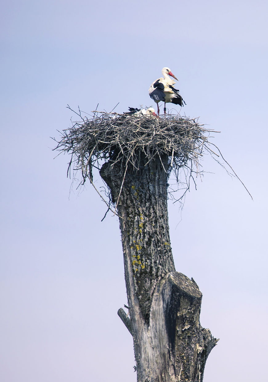 White Stork in Nest on Dead Tree Stump