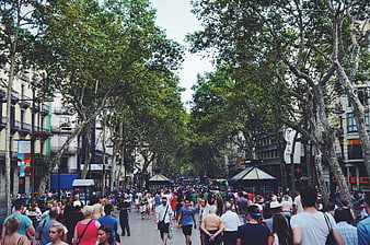 Crowded tree-lined pedestrian street in a European city