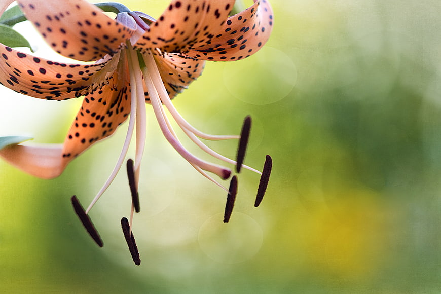 Close-up of orange tiger lily with black spots and green bokeh background