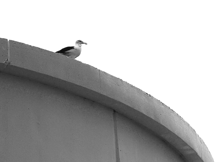 Seagull perched on curved concrete roof edge in black and white