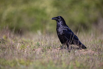 Black Crow Standing in Grassy Meadow Field