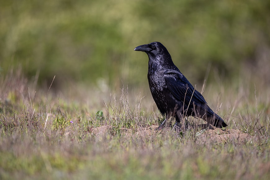 Black Crow Standing in Grassy Meadow Field