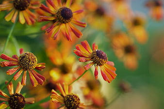 Close-up of vibrant orange and red Helenium flowers in a garden